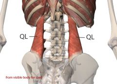 -posterior wall muscle
-vertically from iliac crest to 12th rib, attaches to upper lumbar vertebrae
-flex