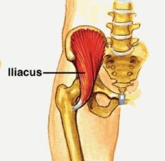 -posterior triangular muscle
-from iliac fossa inserting in femur
-flex thigh and pelvis