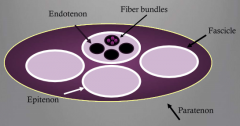 fiber bundle > endotenon > epitenon > fascicle > paratenon