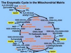 -lipoic acid is a cofactor for several mitochondrial enzymes

--pyruvate dehydrogenase  (PDH –deficiency results in lactic acidosis)
--PDH converts pyruvate to acetyl CoA, which can enter the Krebs cycle and be made into citrate by citrate sy...