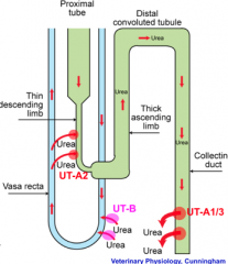 1. Urea is reabsorbed at IMCD (inner medullary collecting duct) via UT-A1 and UT-A3 
2. Urea diffuses down concentration gradient into descending vasa recta via UT-B
3. Urea diffuses into descending loop of Henle via UT-A2
4. Ascending limb, DCT a...