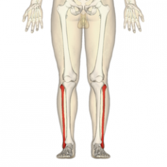  LE bone , skinny bone in leg