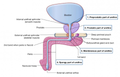 1. Preprostatic part- surrounded by the internal urethral sphincter2. Prostatic part- surrounded by prostate3. Membranous part- surrounded by external urethral sphincter and perineal membrane4. Spongy part- surrounded by corpus spongiosum