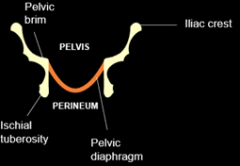 The pelvis and the perineum