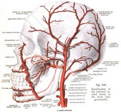 external maxillary artery = facial artery

Maxillary artery 1st part:  Middle meningeal, inferior alveolar

2nd: buccinator

3rd sphenopalantine