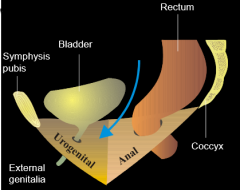 1. Urogenital Triangle (anterior)- Internal and External Genitalia- Urethra- Associated muscles and structures2. Anal Triangle (posterior)- Anal canal- Associated muscles and structures