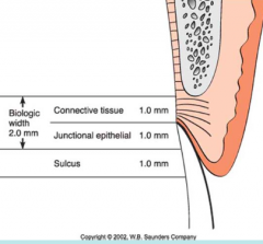  
The dimension of space that the healthy gingival tissues occupy above the alveolar bone. 
 
