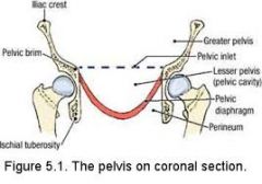 1. Separates pelvis and perineum
2. Suspends and supports the pelvic viscera
3. Forms site of attachment for external genitalia