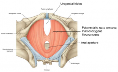 3 Levator Ani muscles:

1. Puborectalis
Origin = pubis
Insertion = sling posterior to anal aperture
2. Pubococcygeus
Origin = pubis
Insertion = coccyx
3. Iliococcygeus
Origin = Ilium
Insertion = coccyx

*Origin and insertions are self-explanatory