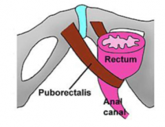 The puborectalis muscle is responsible for faecal continence as it forms a sling around the anal canal, its constriction restricting the passage of faeces.