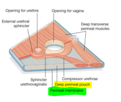 The space above the perineal membrane and below the superior fascia of the urogenital diaphragm