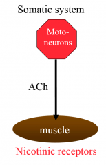 motor neurons use acetylcholine, muscle has nicotinic receptors