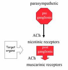 preganglionic axons use acetylcholine, nicotinic receptors on gangliapostganglionic axons use acetylcholine, muscarinic receptors on target tissue

