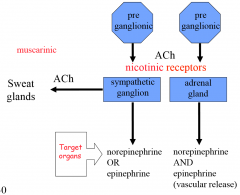 preganglionic axons use acetylcholine, nicotinic receptors on
sympathetic ganglion: use ACh-- muscarinic receptors on sweat glands
use norepinephrine OR epinephrine on target organs


adrenal gland: use norepinephrine AND epinephrine (vascular rel...