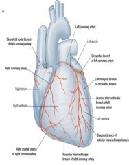 The coronary arteriers are the first branches of the aorta; the left and the right coronary arteries. 


Important branches - Left: 
- Circumflex branch
- Anterior interventricular artery


Important branches - Right: 
- Posterior interventricular...