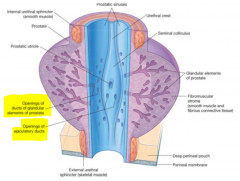 There are multiple ducts within the prostatic portion of the urethra which the prostate can directly secrete its contents in to