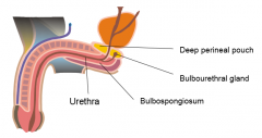The bulbourethral gland opens in to the spongy part of the urethra 
