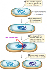 binary fission 
- it is the division involving FtsZ protein 
- it forms a ring and pinches off cells into two 
