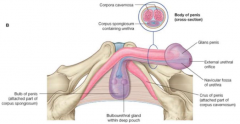 The urethra which terminates at the glans penis, ending as an external urethral orifice