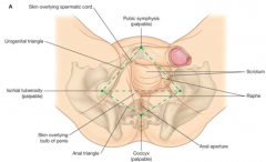 The fusion of scrotum skin in the midline, which forms a pouch
