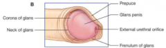 The elastic band of tissue at the back of the penis which connects the mucosa of the glans with the foreskin