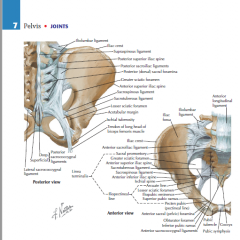 Netter' Concise Orthopedic Anatomy - Pelvis Flashcards - Cram.com