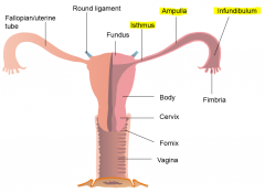 1. Fundus
2. Body
3. Cervix

Best supported at the cervix as there are a number of ligaments on the lateral sides anchoring in place