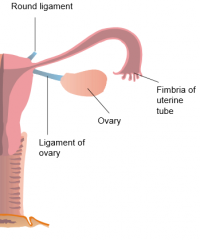 Ovaries are found in the peritoneal cavity, adjacent to the lateral wall of the pelvis and posterior to the broad ligamentThey are attached to the uterus via the ligament of ovary