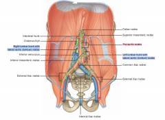 Types:
pre aortic nodes: anterior abdominal wall
para-aortic nodes
= types: right and left lateral aortic or lumbar nodes 
