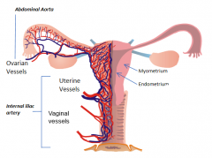 1. Abdominal aorta
2. Internal iliac artery
3. Internal iliac artery 