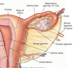 When the peritoneum is 'draped' over the uterus, it forms 1 sheath anteriorly and 1 sheath posteriorly. These 2 sheaths fuse to form a double sheath called the 'broad ligament' which encloses the other structures and connects the sides of the uter...