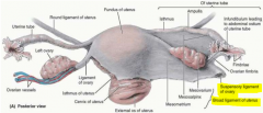 The ovarian vessels and the layer of peritoneum surrounding them