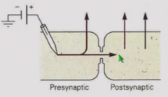 High conductance low resistance pathway of hyperpolarizing or depolarizing current through cells (via gap junctions)
Does not allow for flexible system but very fast.