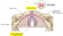 Two glands that are located posterior to the bulbs of vestibule, to the left and right of the vaginal opening which secrete lubricative mucous during arousal