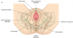 The external genitalia of females, including the erectile tissues and overlying skin
