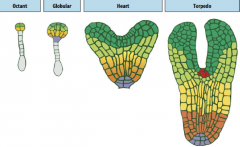 Eight cell stage: Four anatomically distinct cell types are present: The upper (green) and lower (yellow-green) tiers of the proembryo, the hypophysis (purple) and the suspensor (grey).