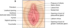 Folds of skin over the vagina.

Minora is thinner, more vascular (pink) and comes together anteriorly at the glans clitoris

Majora is thicker, more fatty and runs lateral to the minora, folding over the bulbs of vestibule  