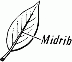 Midrib