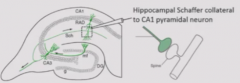 In hippocampal formation
CA3 neurons synapsing on CA1 pyramidal neurons