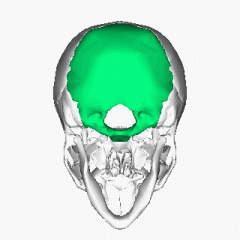 Kość potyliczna
Occipital bone
