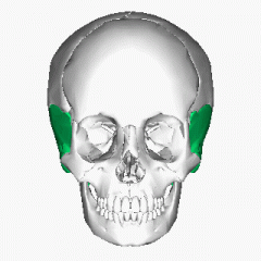 Kość skroniowa
Temporal bone