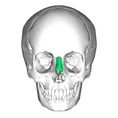Kość nosowa
Nasal bone