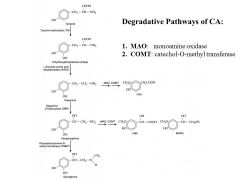 Degradative Pathways of CA:

1.	MAO: monoamine oxidase
2.	COMT: catechol-O-methyl transferase

Inactivation of catecholamines occurs by both degradation and active transport back into the presynaptic vesicle or postsynaptic terminals. Enzymat...