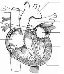 Label the heart diagram