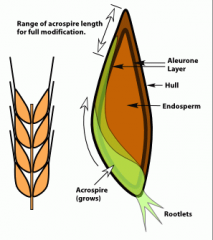 Describe each part of the Barley Seed in germination.