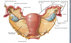 look at reproductive tract like an angry ant with ovary eyes
superior pole- lateral- suspensory ligament
inferior pole- ovarian ligament