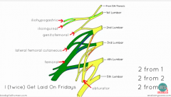 L1 superior: iliohypogastric N
> pubic region
L1 superior: ilio-inguinal N 
> penis in males, labia majus in females
L1-L2: Genitofemoral N
> genito branch: cremaster males
> femoral branch: anterior portion thigh
L2-L3: Lateral cutaneous nerve ...