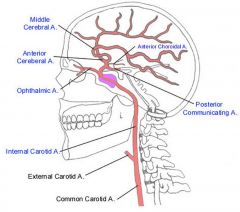 Forms portion of circle of willis