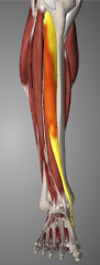 S: fusiformR: lateral to Tibia shaft, passes med and ant to med malleolus, most superficialO: lat surface of upper 2/3 Tibia & ant surface of intmembrane, descends and passes beneath superior and inferior retinaculaI: med & sup surface of medial c...