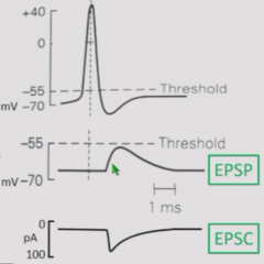 Voltage clamp and measure current of post synaptic cell (EPSC)
EPSC starts at same time but rises more quickly than does EPSP
EPSC is downwards because it is in an inwards current.